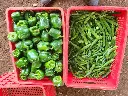 Green pepper and okra for sale - 20 units